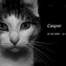 Casper by leonbuys83