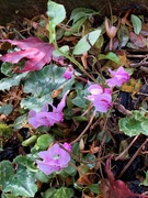 15th Nov 2019 - Cyclamen