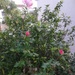 New roses in November!  by chimfa