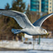 Ring-billed Gull in Flight by mgmurray