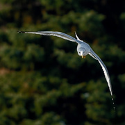 16th Nov 2019 - ring billl gull evergreen