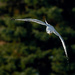 ring billl gull evergreen by rminer