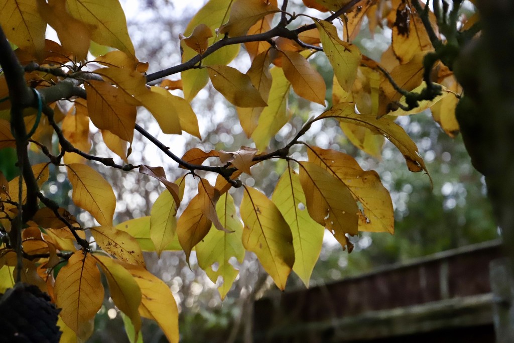 Magnolia in Autumn by carole_sandford