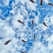 Flying fishes.  by cocobella