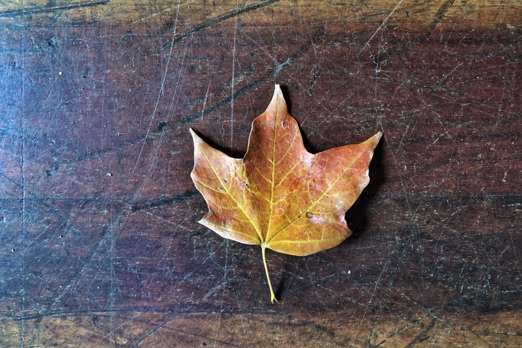 Aloof leaf by lsquared