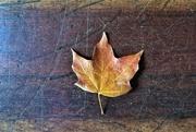 16th Nov 2019 - Aloof leaf