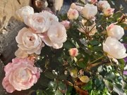 16th Nov 2019 - Roses at the door 