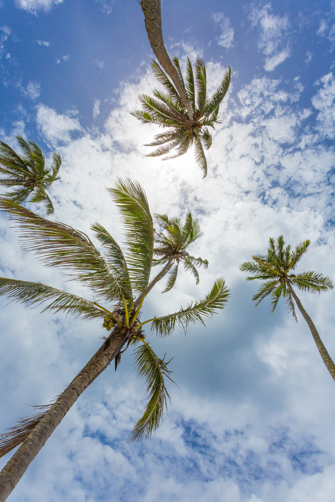 Palm Trees on Rarotonga by creative_shots