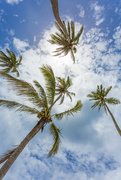 11th Aug 2019 - Palm Trees on Rarotonga