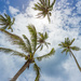 Palm Trees on Rarotonga by creative_shots