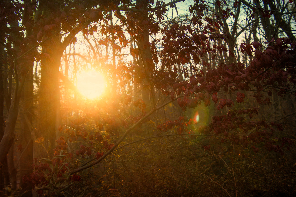 Woodland Sunset  by mzzhope