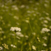 Wildflowers by nickspicsnz
