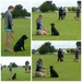 puppy training by dide