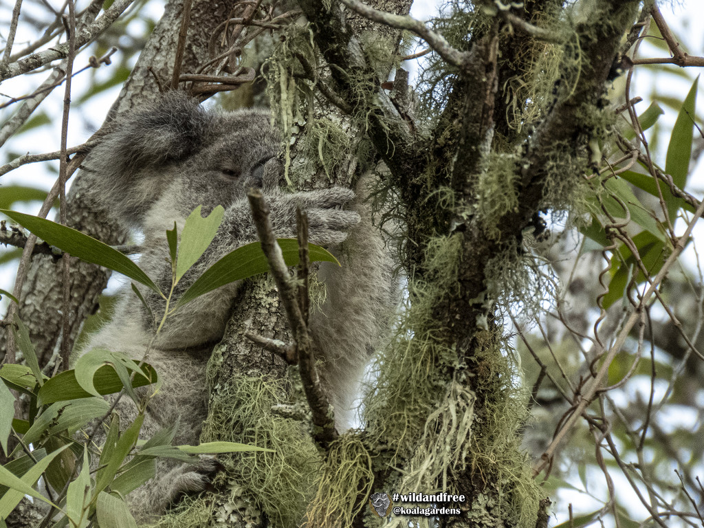 would you like a little lichen with that joey? by koalagardens