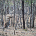 Wallaby down by the dam by kgolab