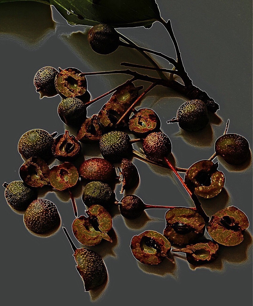 Autumn Berries Hung Like Clusters by gardenfolk