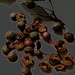 Autumn Berries Hung Like Clusters by gardenfolk