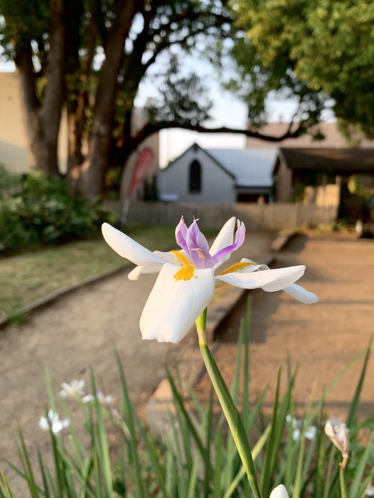 Flower in the churchyard by peta_m