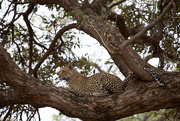 17th Nov 2019 - Leopard in Mashatu
