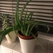 Aloe Vera Gone Wild by elainepenney