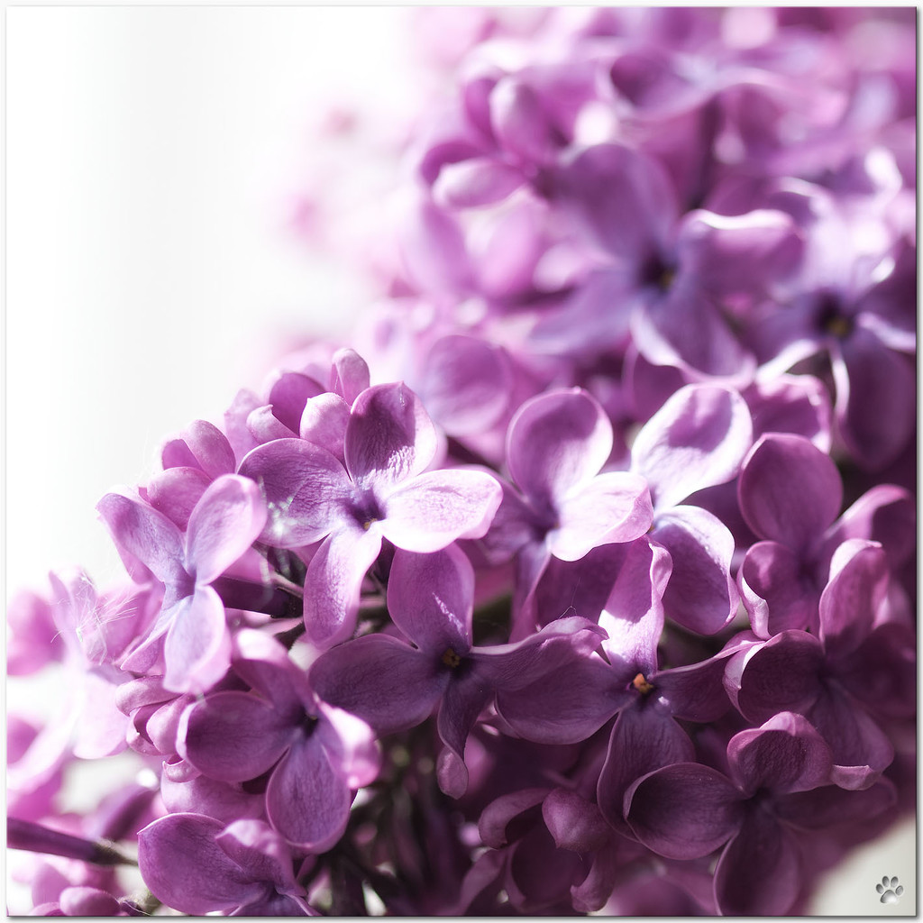 lilac by lastrami_