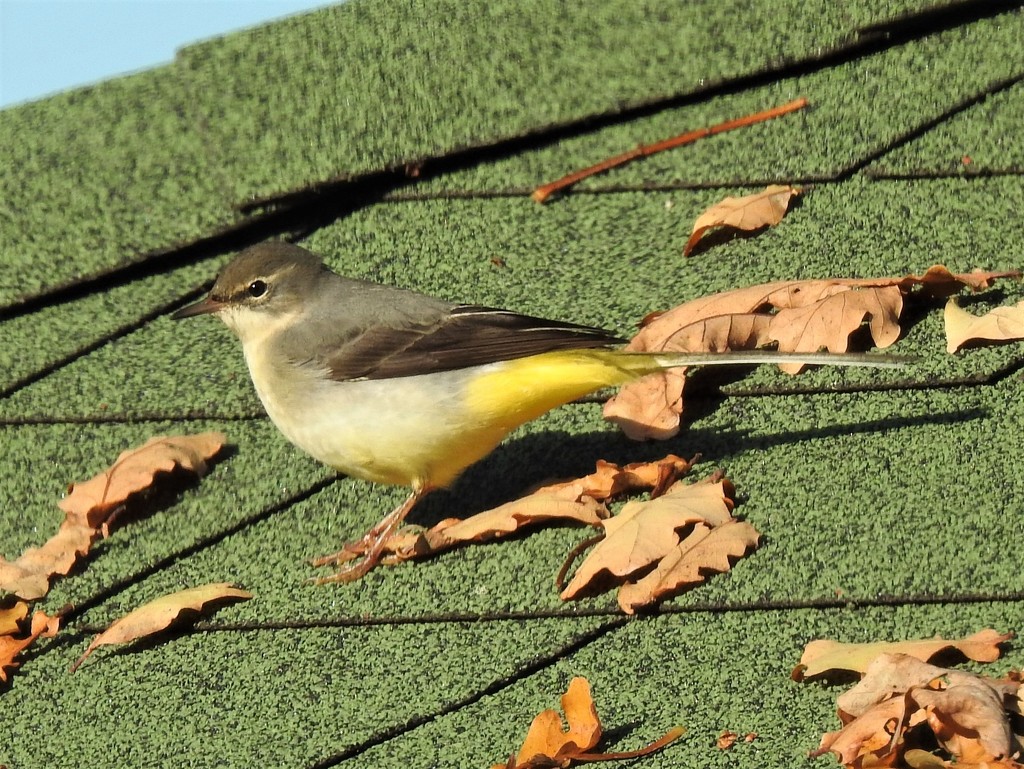  Grey Wagtail on the Summerhouse by susiemc