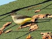 17th Nov 2019 -  Grey Wagtail on the Summerhouse