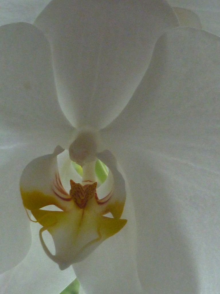 Kitchen Orchid by countrylassie