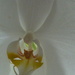 Kitchen Orchid by countrylassie