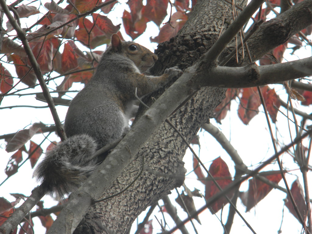 Squirrel Climbing Tree  by sfeldphotos