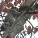 Squirrel Climbing Tree  by sfeldphotos