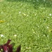 Another Hail Storm ~  by happysnaps