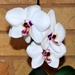 My Lovely White Orchid ~         by happysnaps