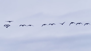 17th Nov 2019 - geese