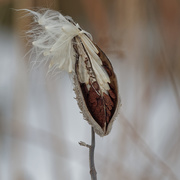 17th Nov 2019 - milkweed seeds