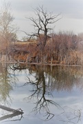 17th Nov 2019 - Riverbend Ponds Reflection