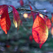 Last leaves by novab