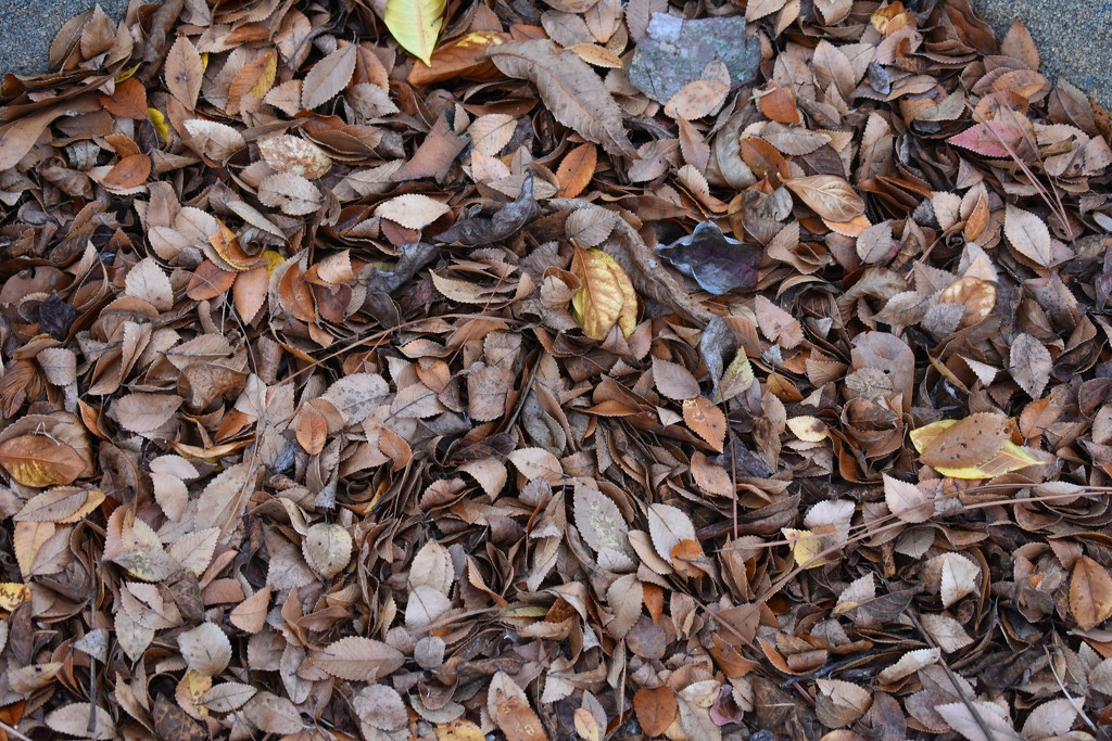 Autumn leaf pile by homeschoolmom