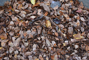 14th Nov 2019 - Autumn leaf pile