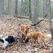 The pack in the woods by francoise
