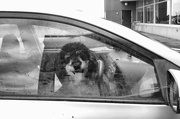 16th Nov 2019 - dogs in cars