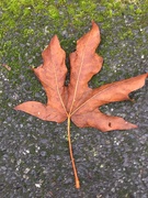 17th Nov 2019 - Fallen Leaf