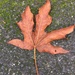 Fallen Leaf by clay88