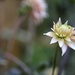 Last of the Dahlias 3 by phil_sandford
