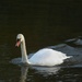 This swan was paddling really hard and getting nowhere against the current! by 365anne