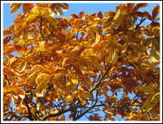 18th Nov 2019 - Golden Horse Chestnut leaves.