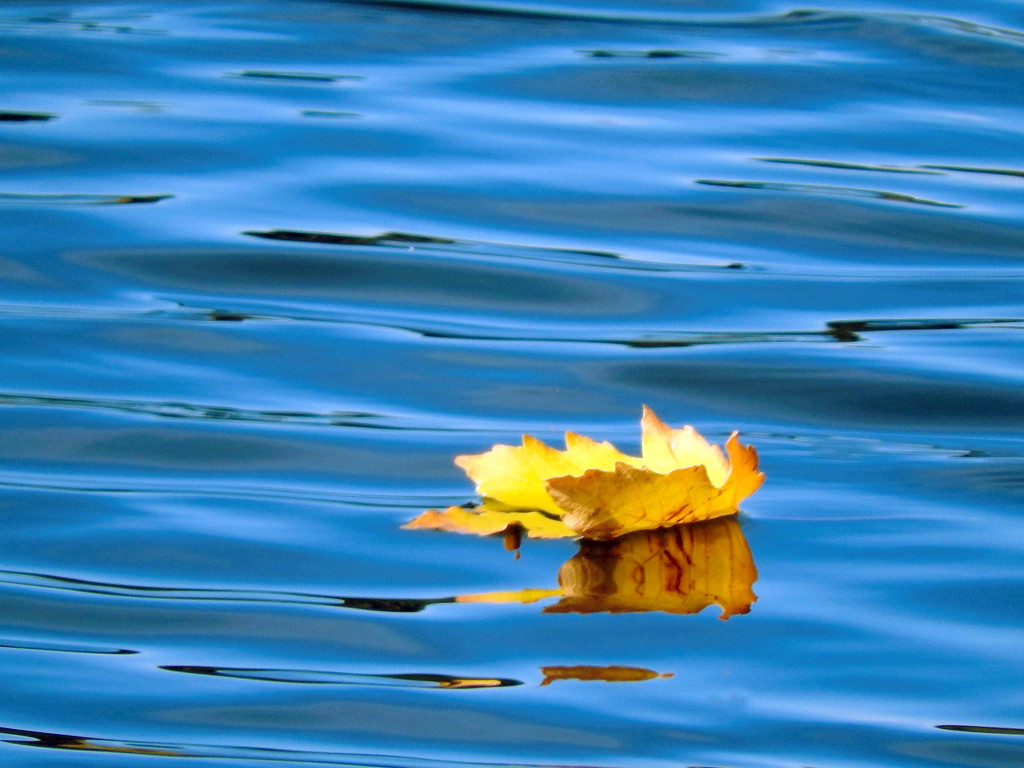 Floating Leaf by seattlite