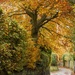 Autumnal trees by shepherdmanswife