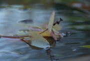 18th Nov 2019 - Leaves in a puddle ..................