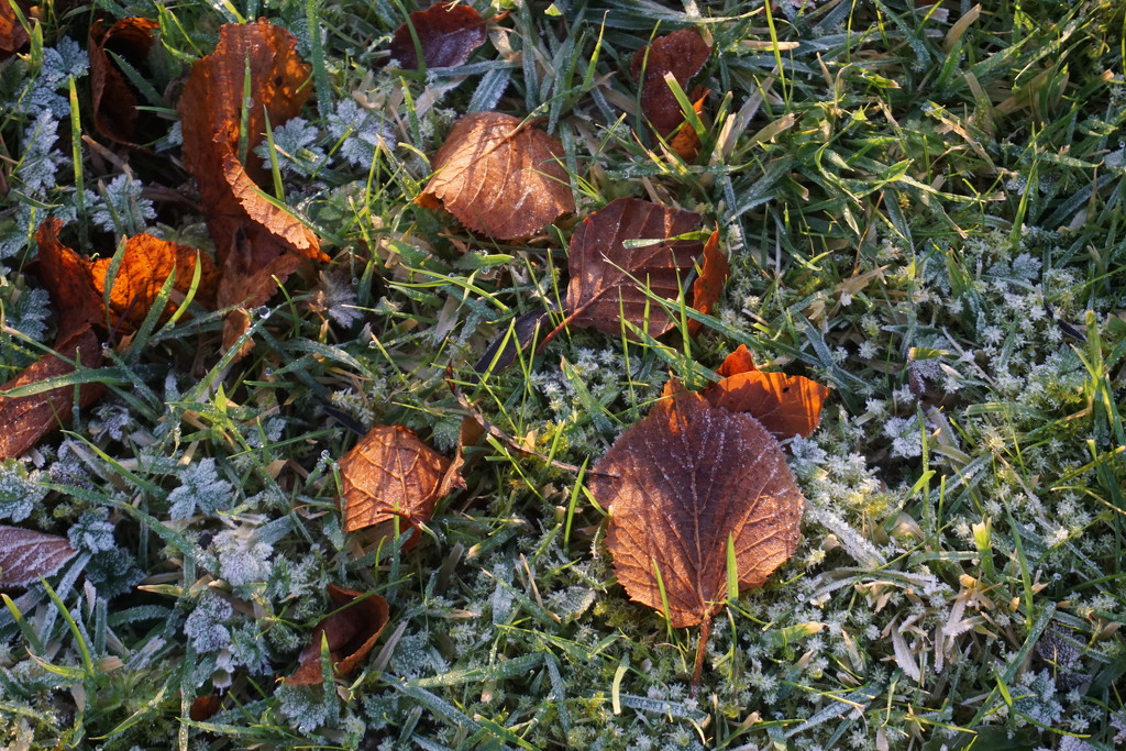 Frost, light and leaves by sarah19